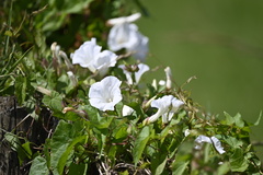 Calystegia sepium