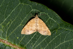 Mellilla xanthometata