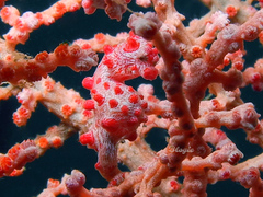 Hippocampus bargibanti