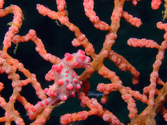 Hippocampus bargibanti