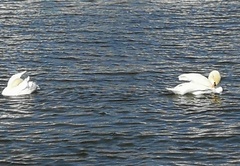 Cygnus olor
