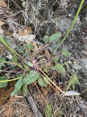 Eriogonum zionis