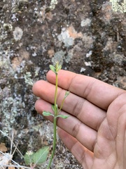Eriogonum zionis