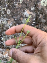 Eriogonum zionis