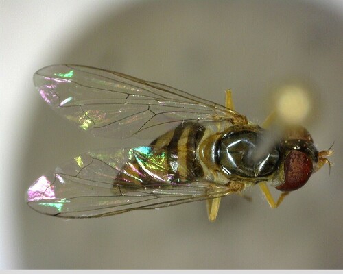 iNaturalist observation photo of Margined Calligrapher