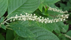 Clethra acuminata