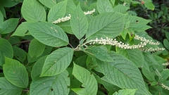 Clethra acuminata