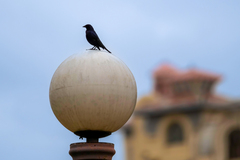 Molothrus bonariensis