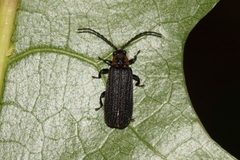 Eropterus