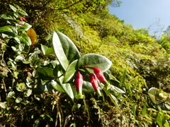 Macleania ericae