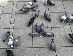 Columba livia domestica