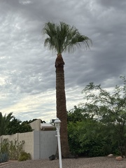 Washingtonia filifera