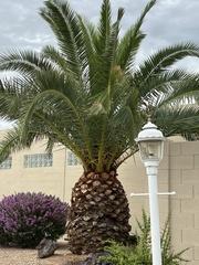 Phoenix canariensis