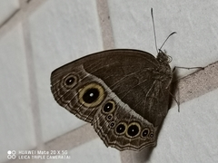 Mycalesis