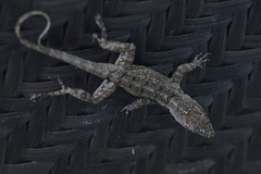 Anolis homolechis