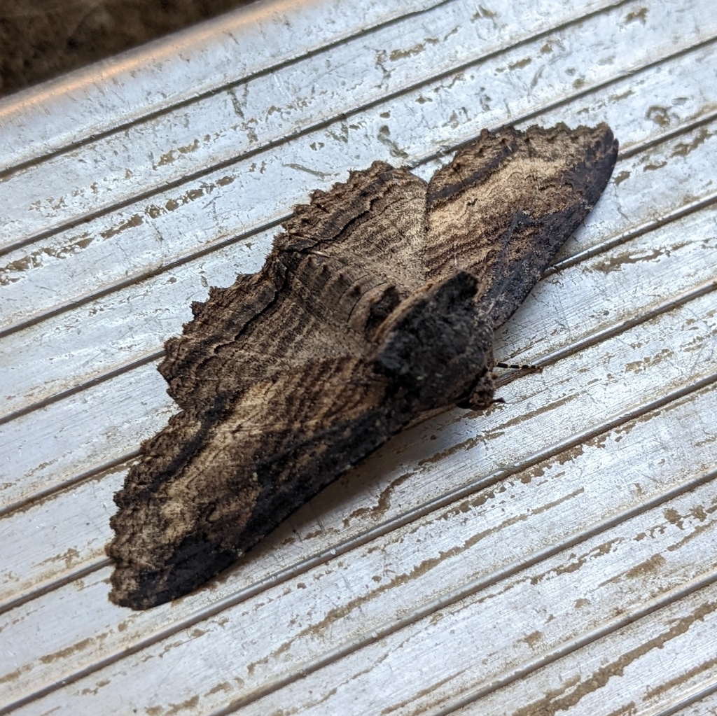 Lunate Zale Moth from Black Creek, BC V9J, Canada on August 09, 2022 at ...