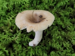 Russula amerorecondita