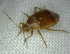 Alloeotomus gothicus