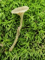 Hydropus praedecurrens