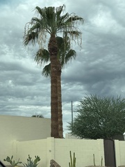 Washingtonia filifera