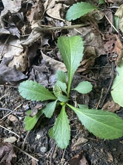 Packera paupercula paupercula