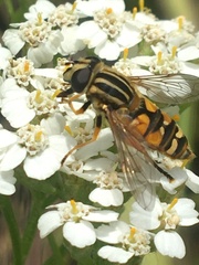 Helophilus intentus