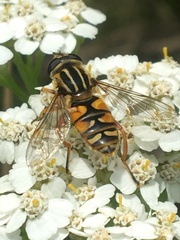 Helophilus intentus