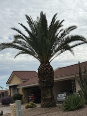 Phoenix canariensis