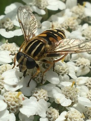 Helophilus intentus