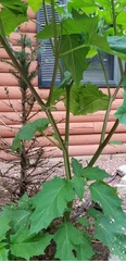 Nicandra physalodes