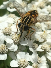 Helophilus intentus