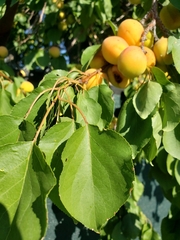 Prunus americana