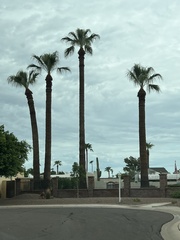 Washingtonia robusta