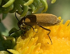 Epicauta callosa
