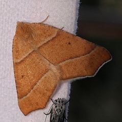 Destutia excelsa