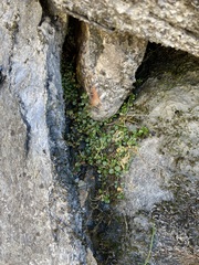 Epilobium brunnescens