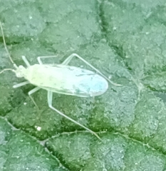 Malacocoris chlorizans
