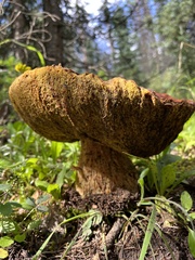 Boletus rubriceps