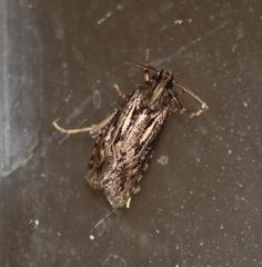 Acrolophus popeanella