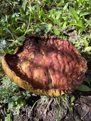 Boletus rubriceps