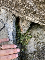 Epilobium brunnescens