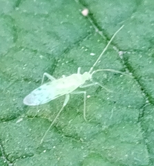 Malacocoris chlorizans