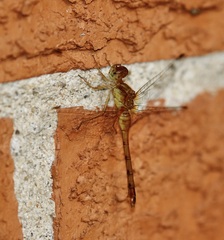 Sympetrum vicinum