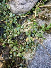 Epilobium brunnescens