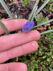 Campanula lasiocarpa