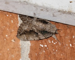Catocala amatrix