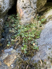 Epilobium brunnescens