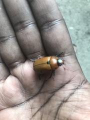 Pelidnota punctata