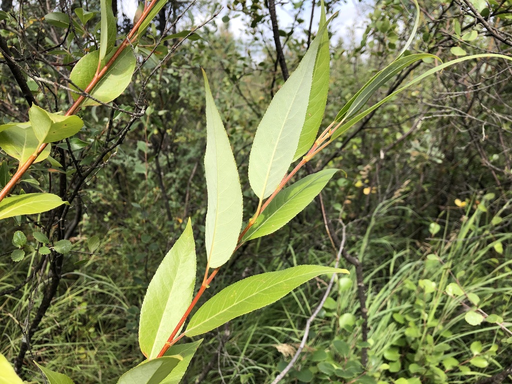 Pacific Willow From Fairbanks North Star Alaska United States On