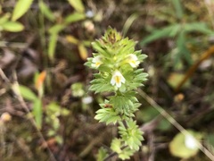 Euphrasia subarctica